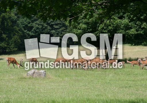 Rotwild - Rothirsch_5398.jpg